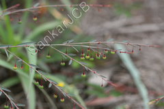 Phyllanthus virgatus